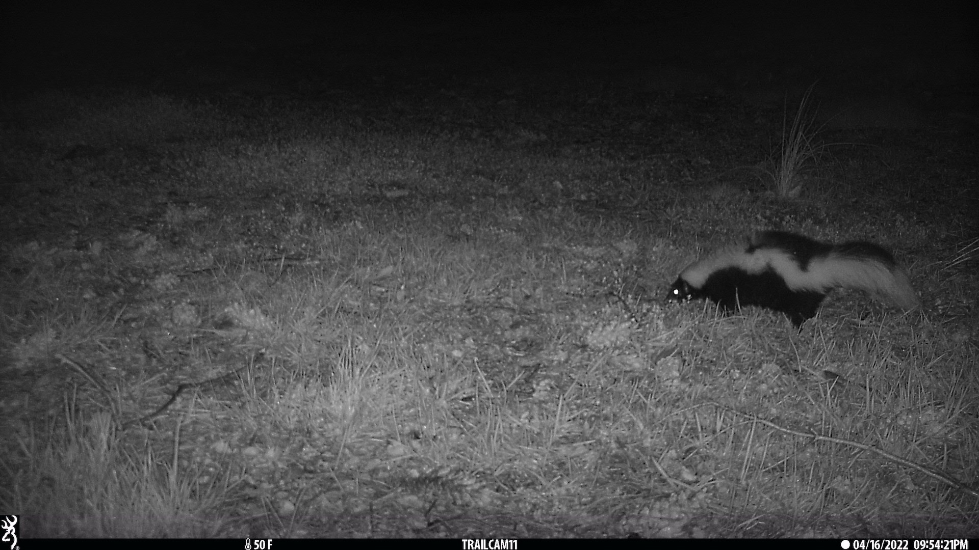 A skunk at night captured by camera trap
