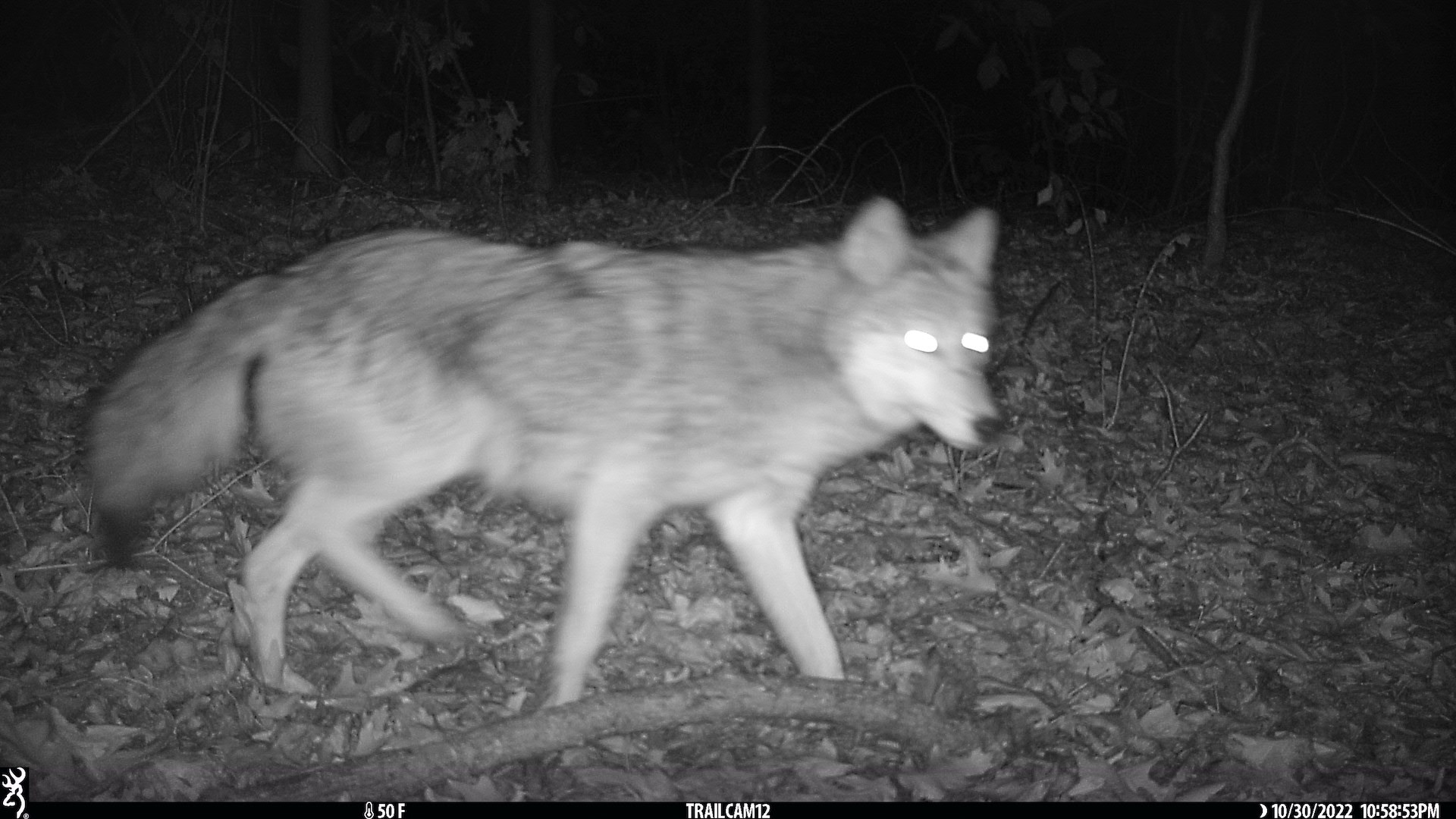 A coyote at night captured by camera trap