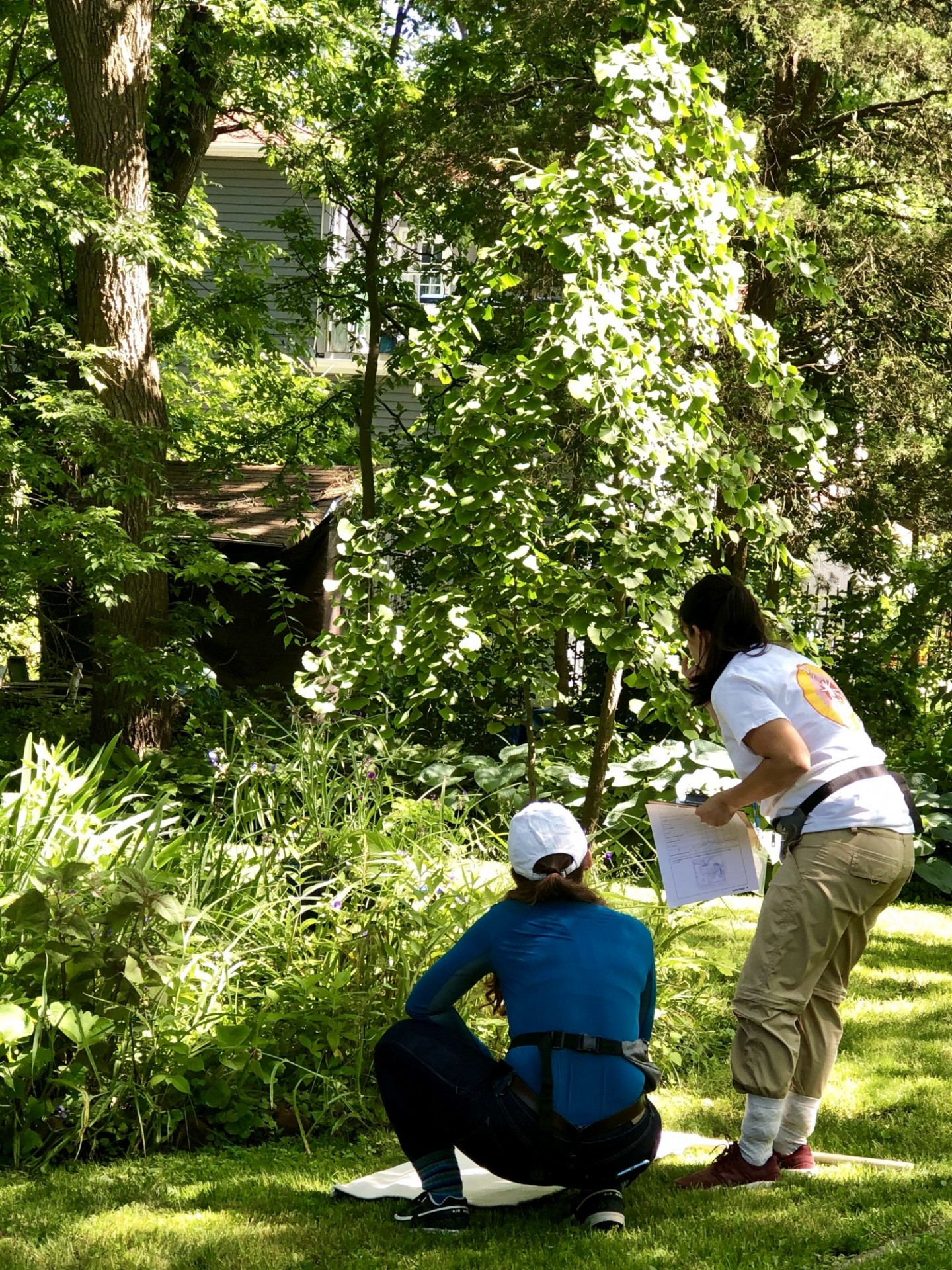 students sampling for ticks in the yard