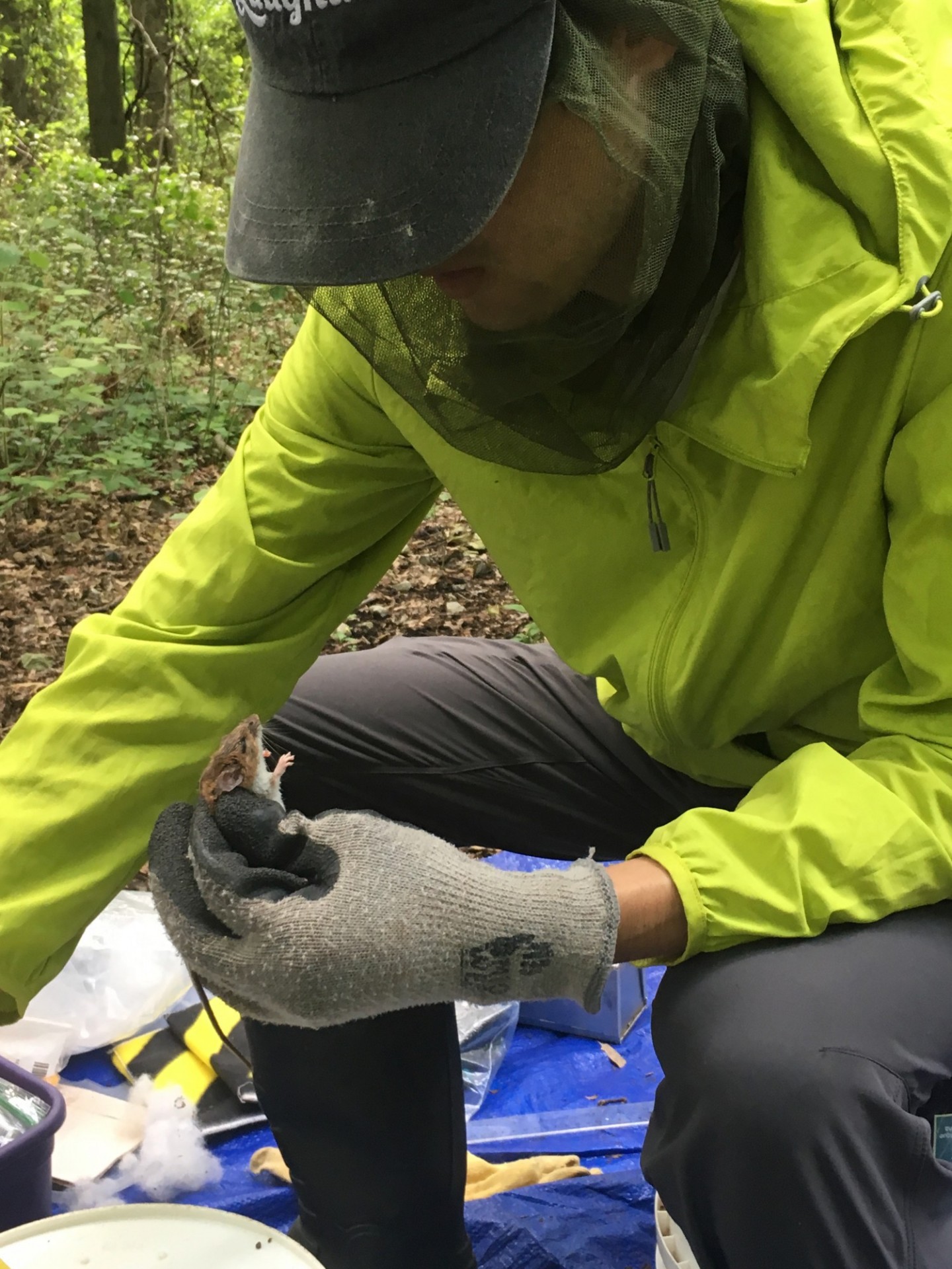 student handling mice in the field