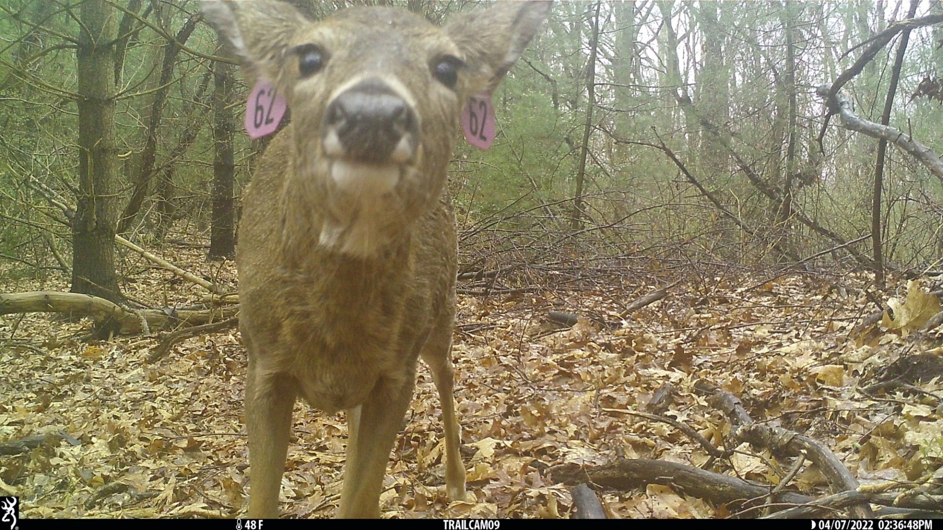 Photo of a deer looking into a trail camera in the woods.