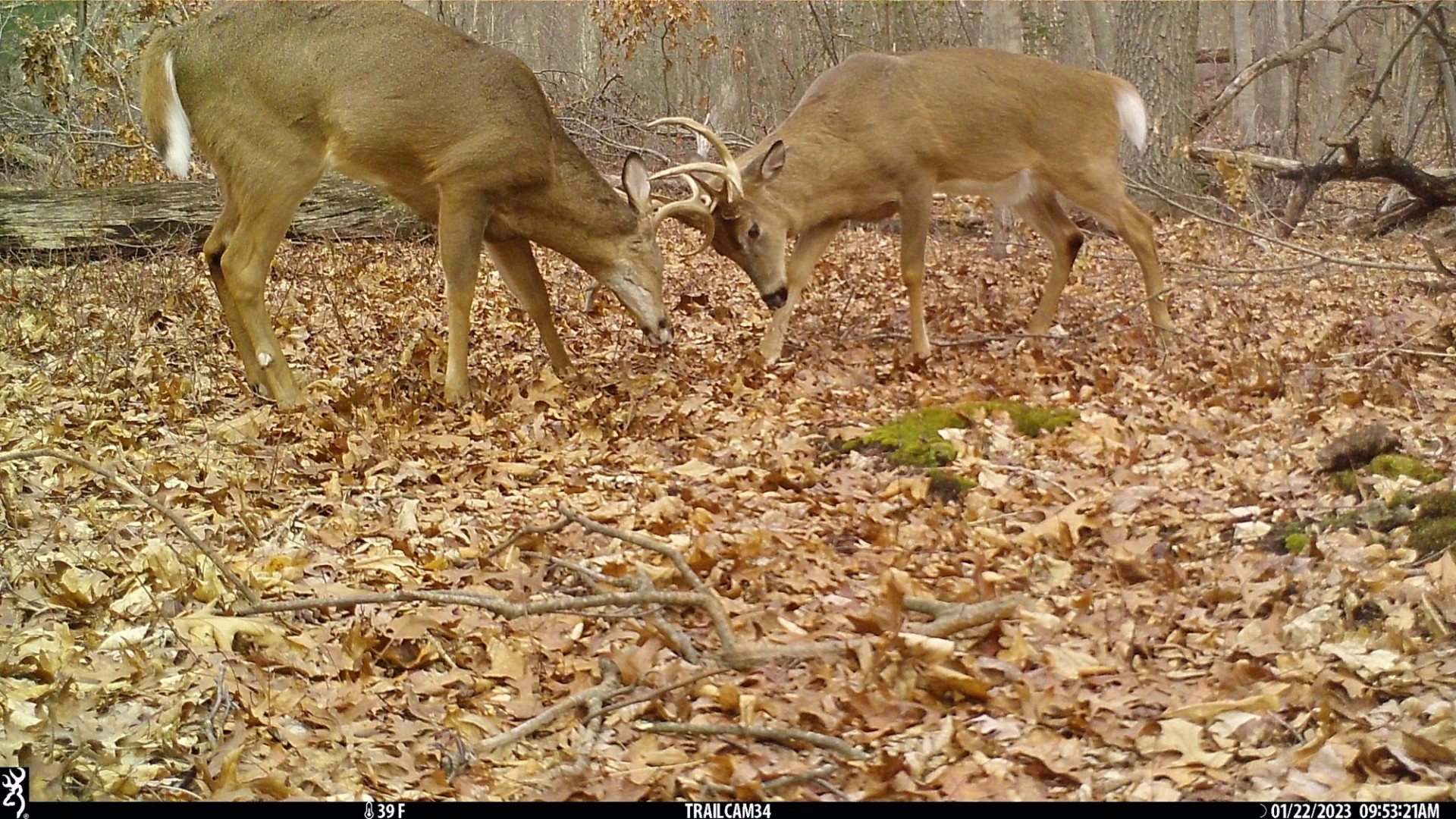 Trail camera photo of two deer locking horns in the woods.
