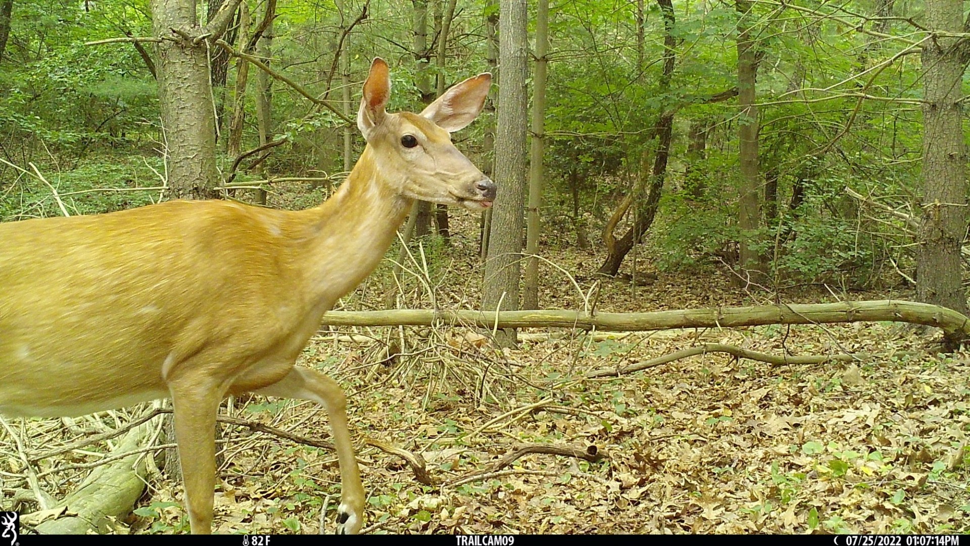 Trail camera photo of a deer in the woods.