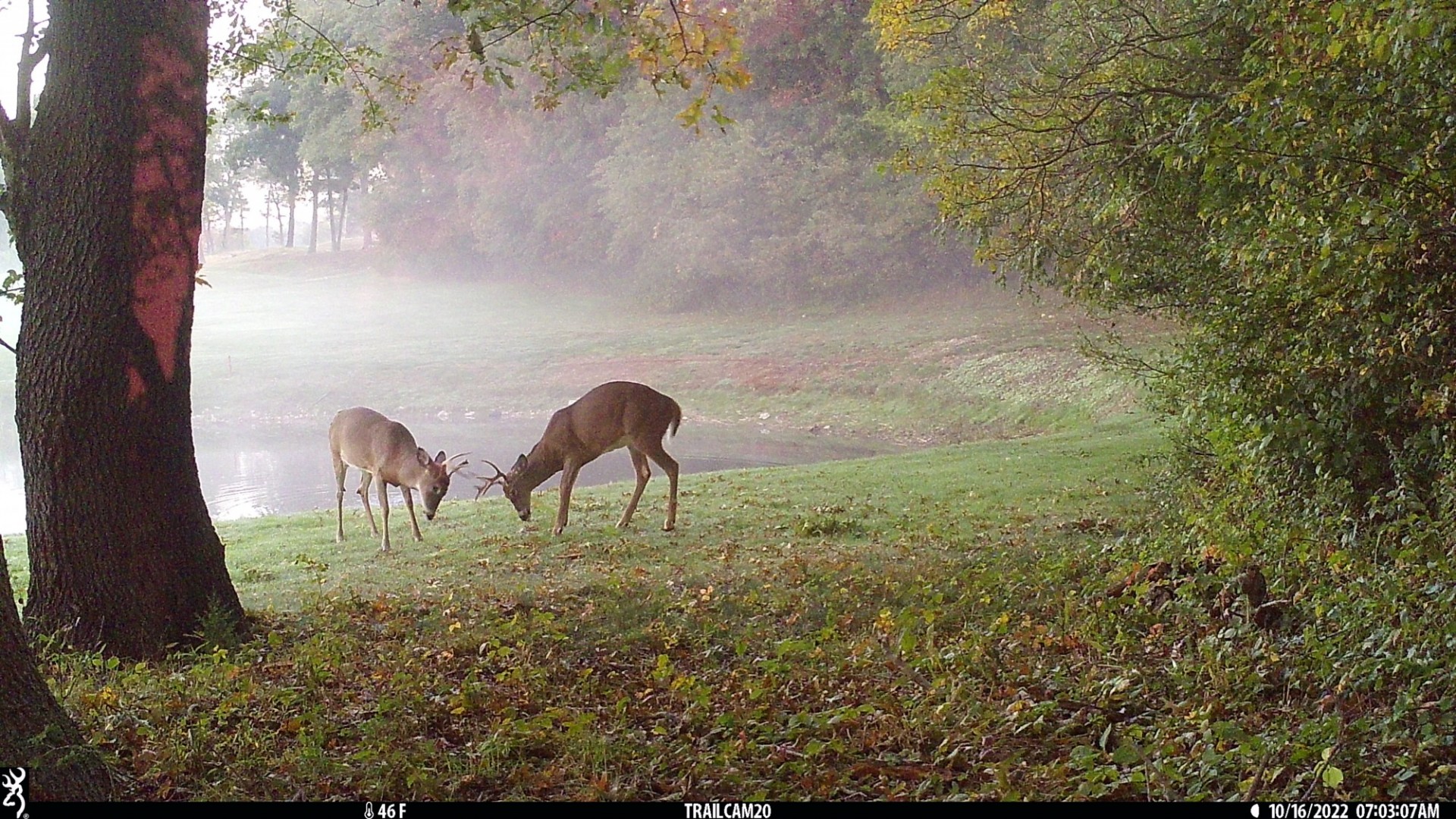 Trail camera photo of two deer locking horns in misty woods.
