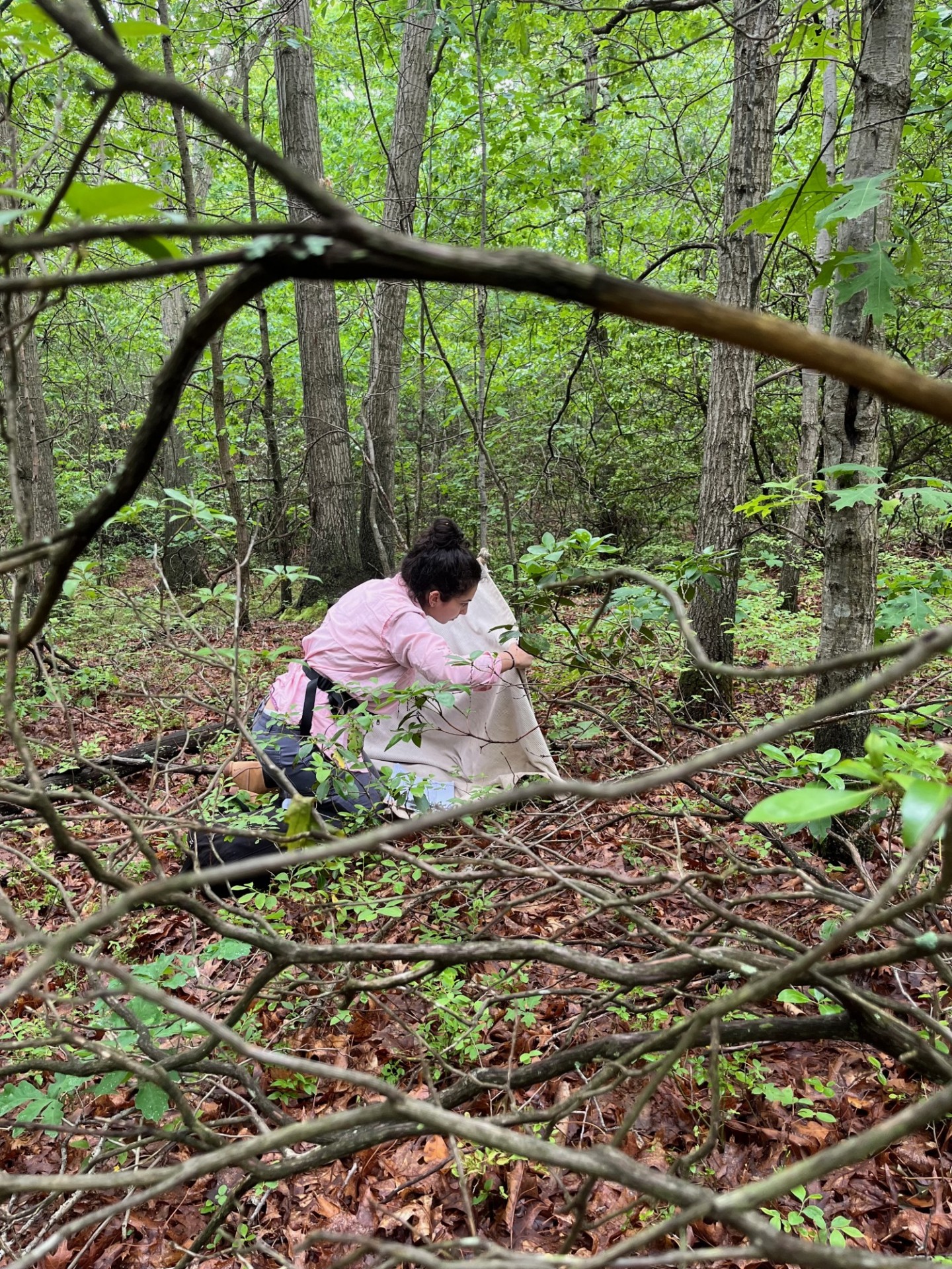 MA student collecting ticks.