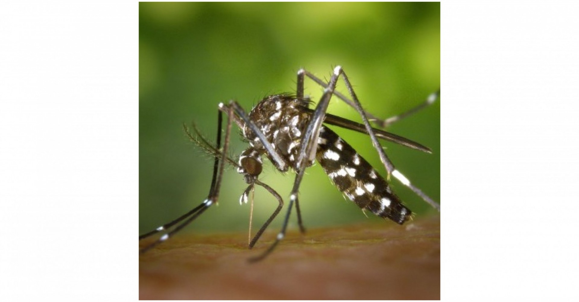 Aedes albopictus mosquito