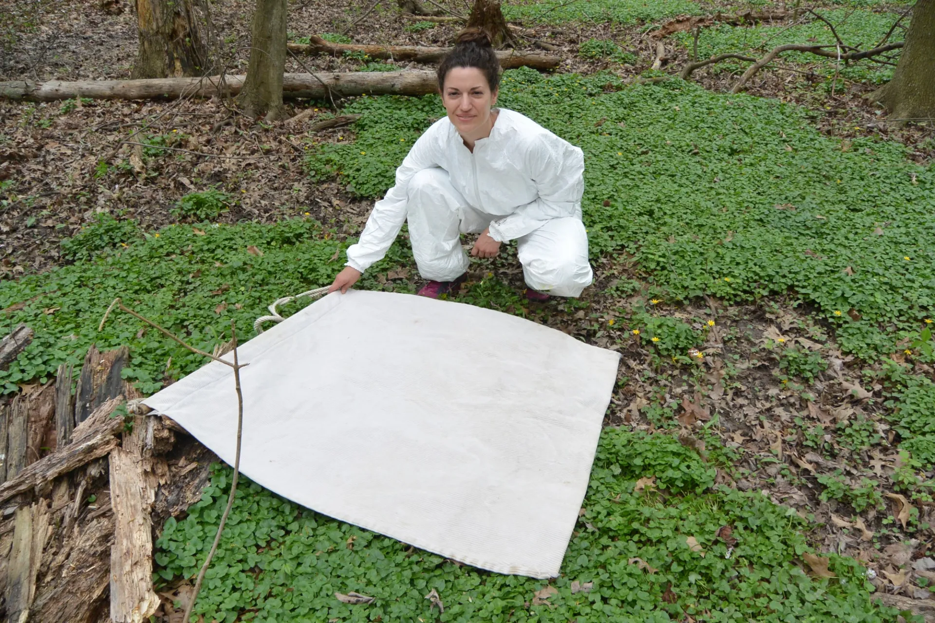 researcher sampling for ticks in the park