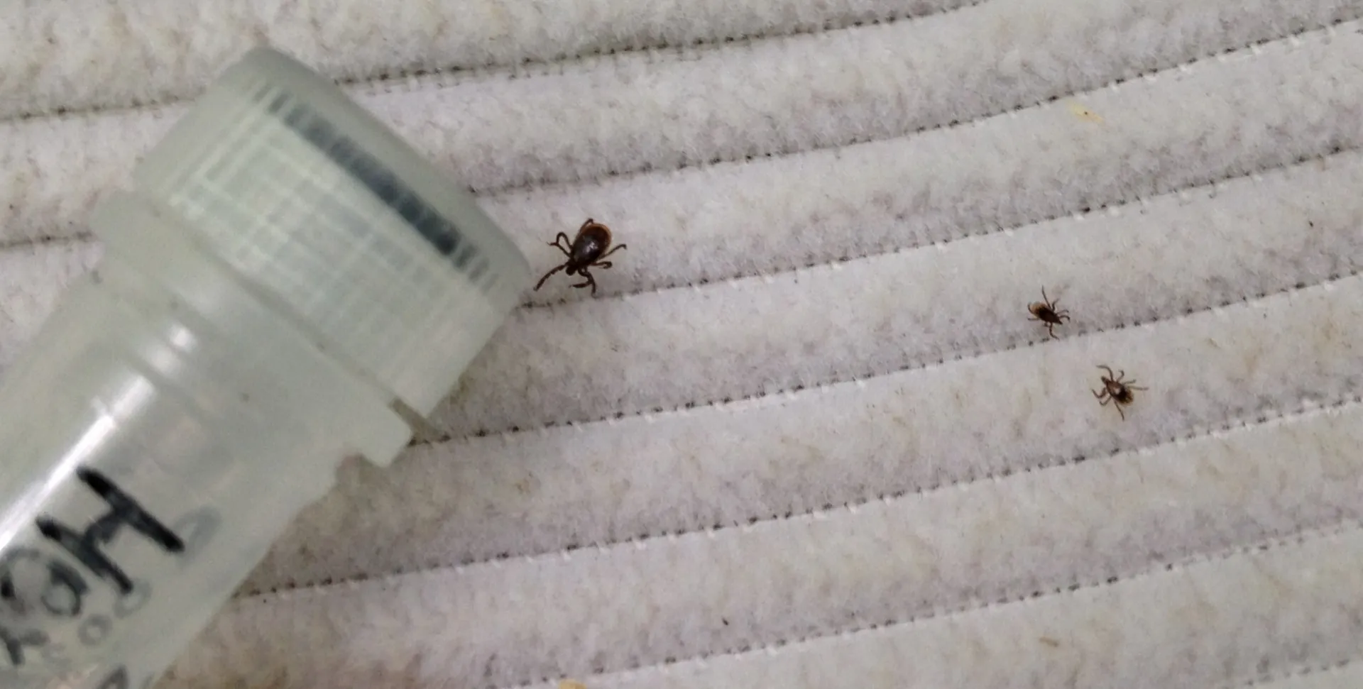 Blacklegged ticks