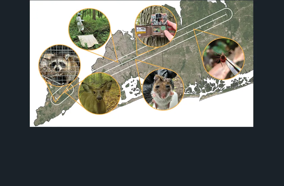 Image depicts map of Nassau, Queens, Kings, and Richmond Counties in New York. On the map the location of the study transect is outlined in white. Yellow-outlined bubbles popping up from various locations on the transect depict, going counterclockwise from left to right: raccoon, white-tailed deer, and white-footed mice, followed by a Ixodes scapularis tick, then an image of a wildlife camera trap, then an image of a lab researcher collecting ticks in the field. 