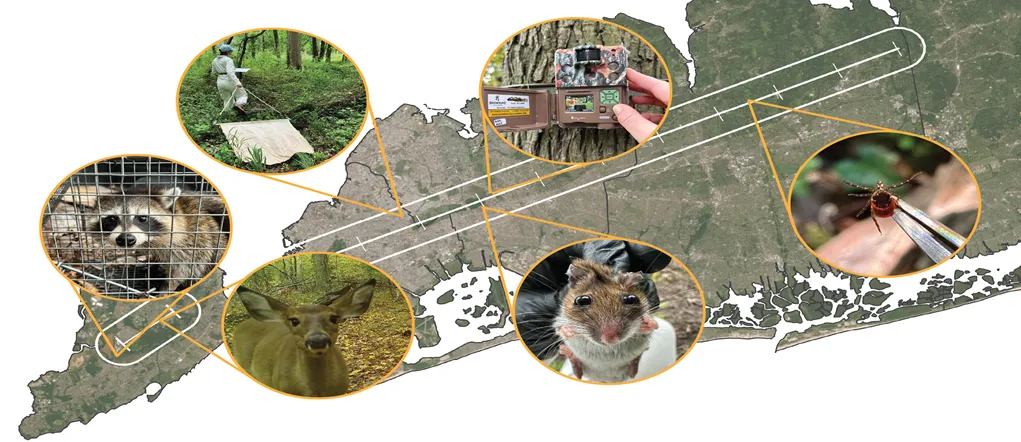 Image depicts map of Nassau, Queens, Kings, and Richmond Counties in New York. On the map the location of the study transect is outlined in white. Yellow-outlined bubbles popping up from various locations on the transect depict, going counterclockwise from left to right: raccoon, white-tailed deer, and white-footed mice, followed by a Ixodes scapularis tick, then an image of a wildlife camera trap, then an image of a lab researcher collecting ticks in the field. 