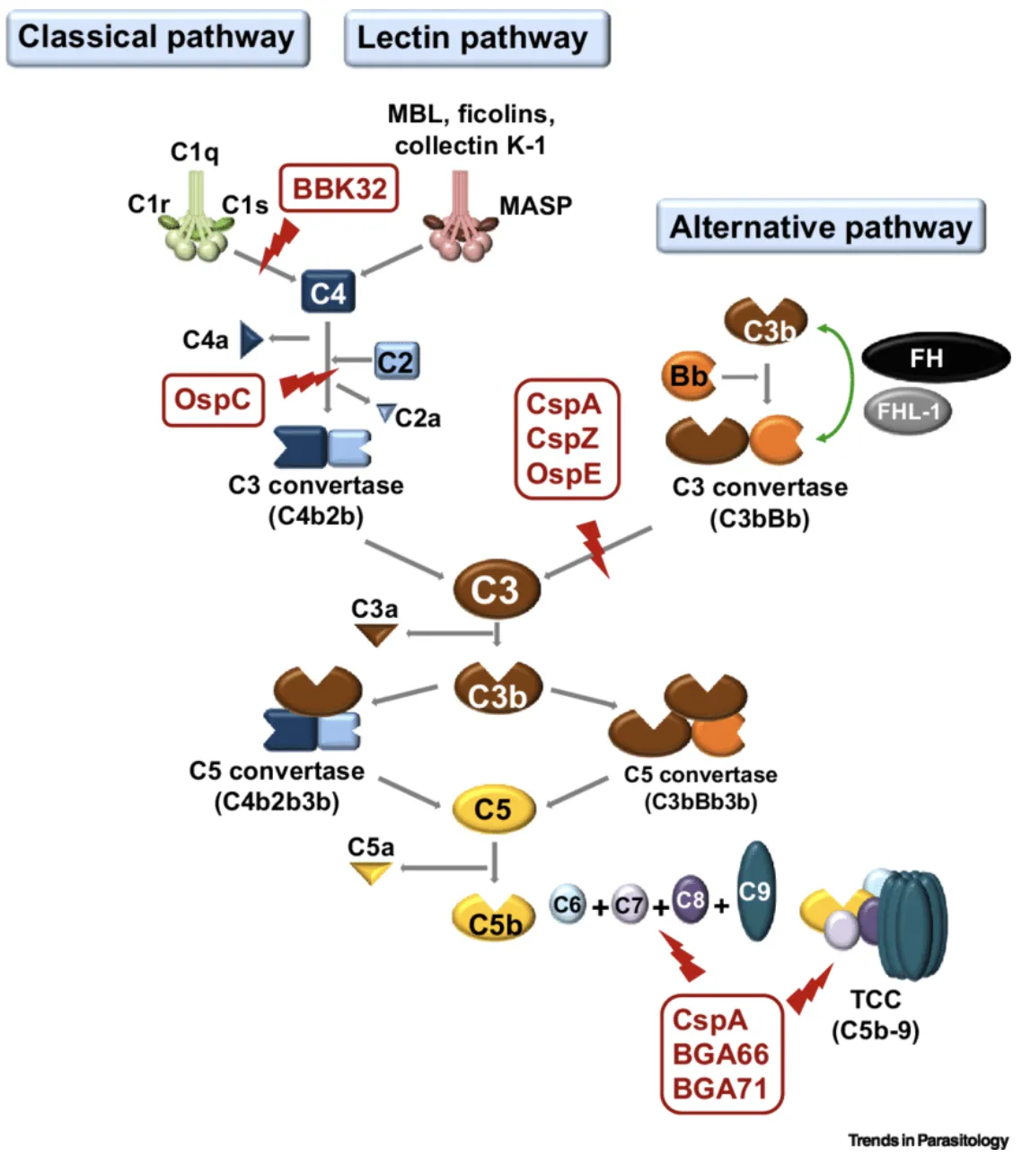 Schematic Diagram of Vertebrate Complement Cascades and the Particular Steps at Which Lyme Borreliae Anti-Complement Proteins Interact. The CspA, CspZ, and OspE-related proteins of Borrelia burgdorferi s.
