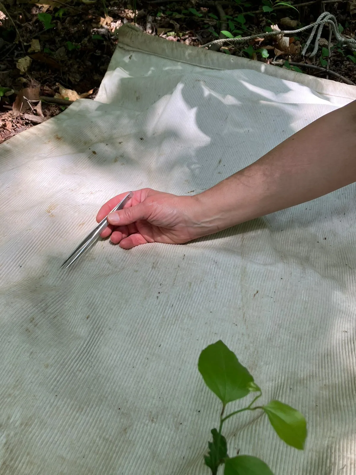 Collecting ticks from a drag using fine-tipped forceps