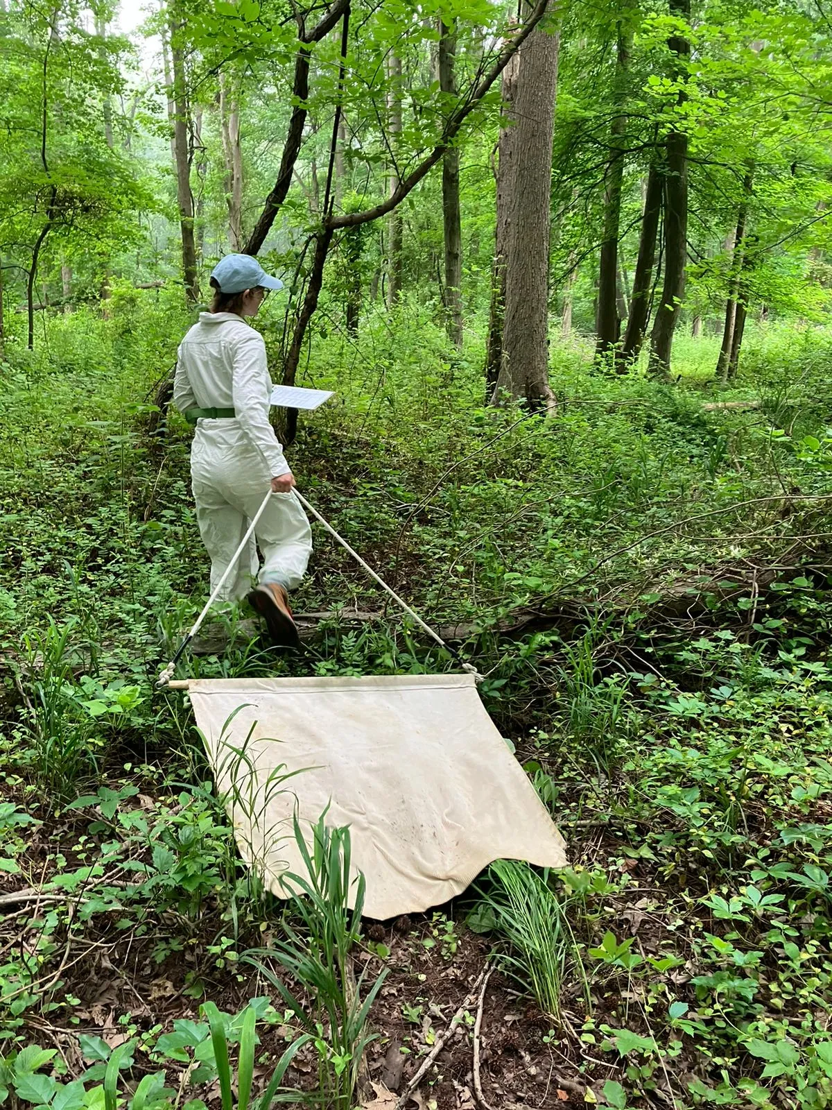 Tick dragging in a forest interior.