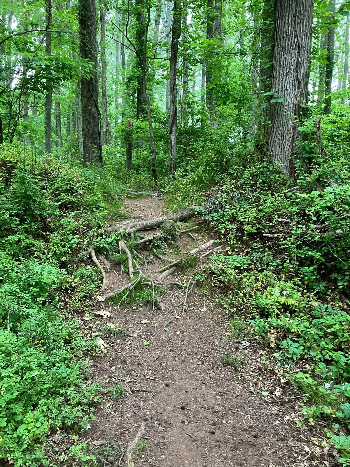 Blacklegged ticks are often found on trail edges, hiding within the leaf litter and vegetation stems, waiting for a host to pass by.