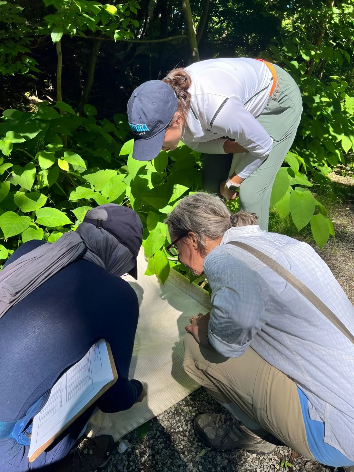 Checking a drag for ticks. Tick drag transects are split into ten meter sections and checked after each 10m distance. This helps us get as many ticks as we can, and so that they don't fall off before we can collect them.