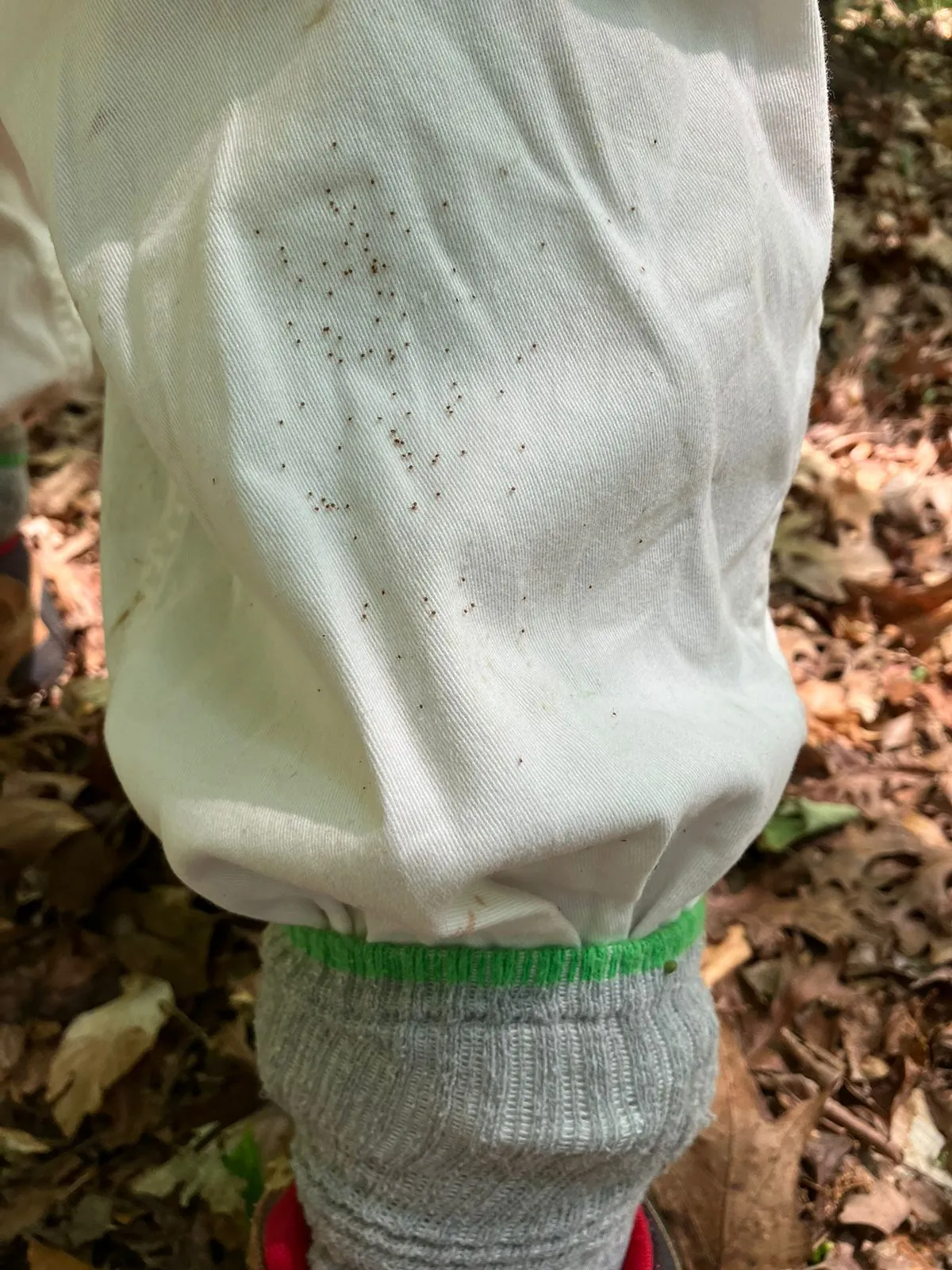 Larval ticks are newly hatched and often cluster together in search of a host. Encountering a cluster is known as a "tick bomb."